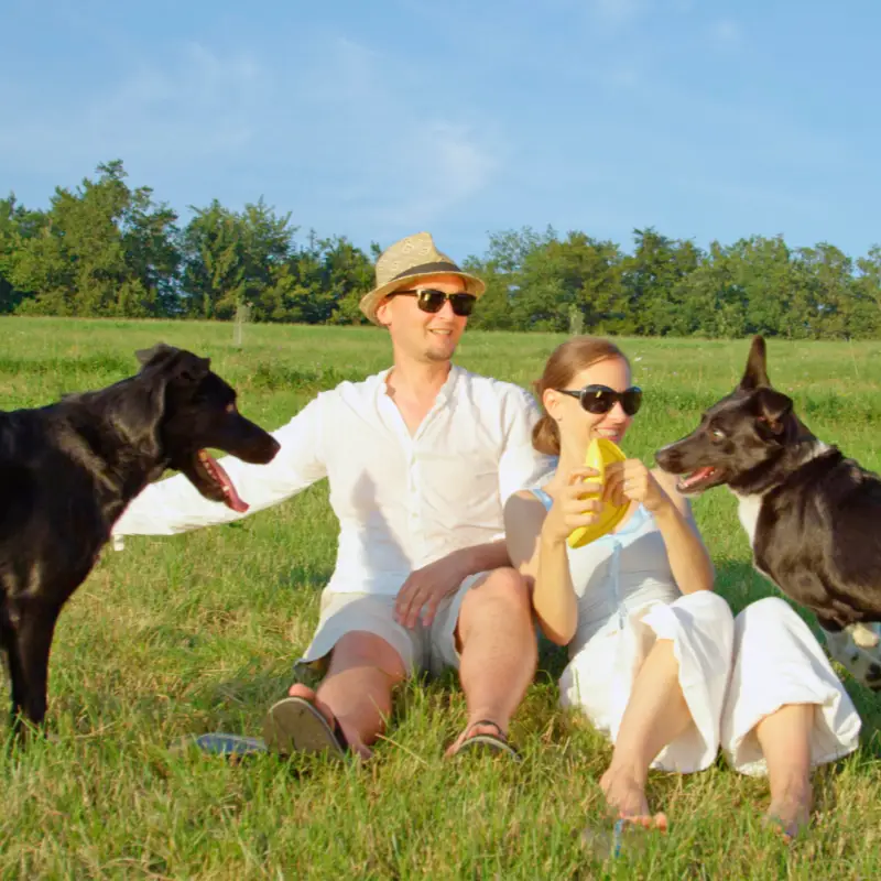 Man and woman enjoying playing with dogs in a sunny field